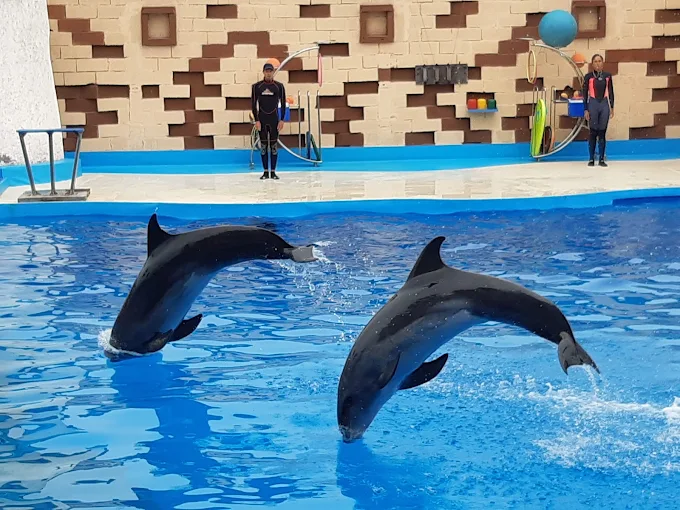 Agadir Dolphin World